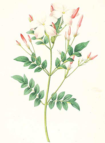 JH Lacrocon Pierre-Joseph Redoute - Jasminum Grandiflorum (Spanish Jasmine) Reproducción Cuadro sobre Lienzo Enrollado 35X50 cm - Pinturas Flor Impresións Decoración Muro