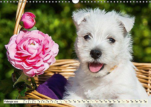 Kobold auf 4 Pfoten - West Highland White Terrier (Wandkalender 2019 DIN A3 quer): West Highland White Terrier begleiten auf bezaubernden Fotos durch das Jahr (Monatskalender, 14 Seiten )