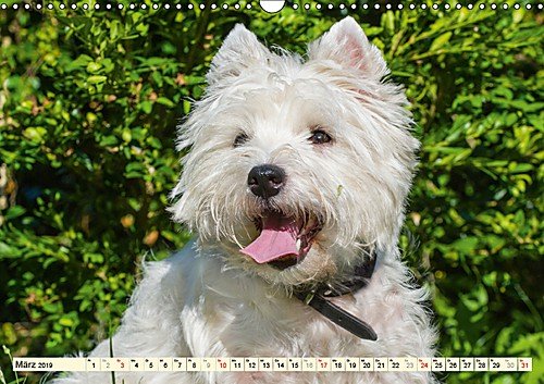 Kobold auf 4 Pfoten - West Highland White Terrier (Wandkalender 2019 DIN A3 quer): West Highland White Terrier begleiten auf bezaubernden Fotos durch das Jahr (Monatskalender, 14 Seiten )