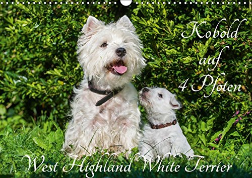 Kobold auf 4 Pfoten - West Highland White Terrier (Wandkalender 2019 DIN A3 quer): West Highland White Terrier begleiten auf bezaubernden Fotos durch das Jahr (Monatskalender, 14 Seiten )