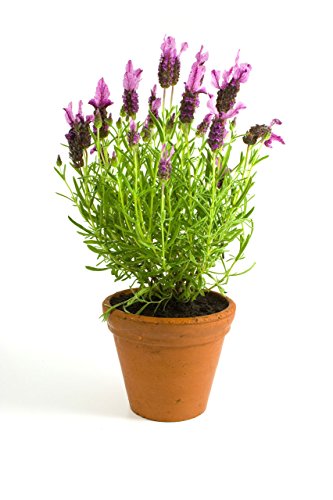 Lavanda Planta Natural Pequeña En Maceta - Planta Aromática y Ornamental