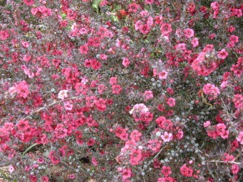 Leptospermum scoparium NUEVA ZELANDA semillas del árbol del té!