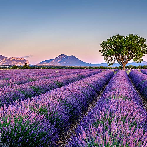 OLILLY Cosecha 2019-12 x Saquitos de Lavanda de Provenza (Púrpura, 12 Saquitos)