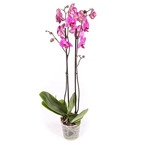 Orquídea Natural - Phalaenopsis - Maceta 12cm. - Altura aprox. 60cm. - Planta viva - (Envíos sólo a Península)