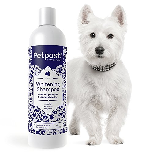 Petpost | Shampoo Blanqueador para Perros – El Mejor Tratamiento de Aclaramiento para Perros con Pelaje Blanco – Calmante Fragancia de Sandía – para Malteses, Shih Tzu, Caniche – 237 mL