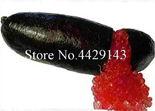 Portal Cool 3: 50Pcs hielo Semillas Finger Lime Citrus Caviar de fruta tropical del Ã¡rbol del jardÃ­n Semente