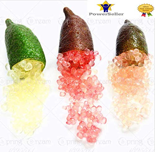 Portal Cool 3: 50Pcs hielo Semillas Finger Lime Citrus Caviar de fruta tropical del Ã¡rbol del jardÃ­n Semente