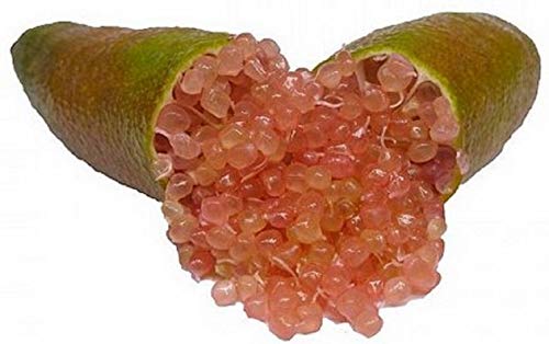 Portal Cool 8: 50Pcs hielo Semillas Finger Lime Citrus Caviar de fruta tropical del Ã¡rbol del jardÃ­n Semente