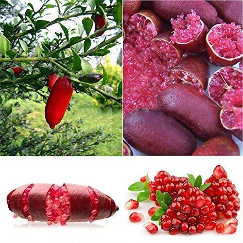 Rosepoem Finger Limes Semillas de cítricos para jardín Balcón Plantas raras Bonsai Semillas de árboles frutales Sabor Fruta especial 20PCS