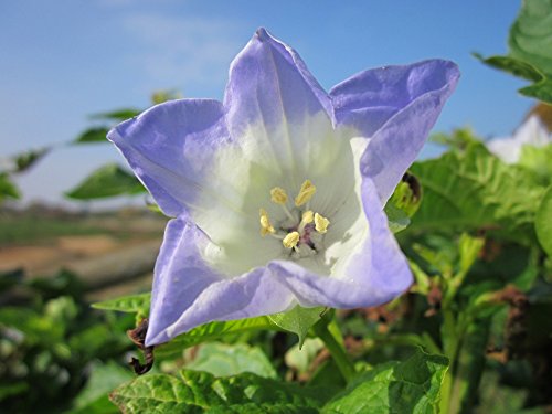 SAFLAX - Belladona del país - 100 semillas - Nicandra physaloides