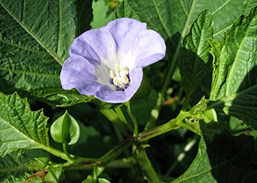 SAFLAX - Belladona del país - 100 semillas - Nicandra physaloides