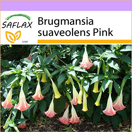 SAFLAX - Trompeta de ángel/Fucsia - 10 semillas - Brugmansia suaveolens Pink