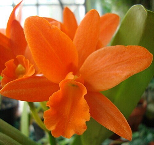 semillas de flor de Cattleya Híbrida 20Seeds semillas famoso flores de las orquídeas en maceta de Bonsai planta de la oficina de las flores hermosas