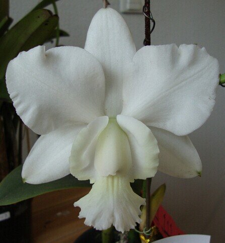 semillas de flor de Cattleya Híbrida 20Seeds semillas famoso flores de las orquídeas en maceta de Bonsai planta de la oficina de las flores hermosas