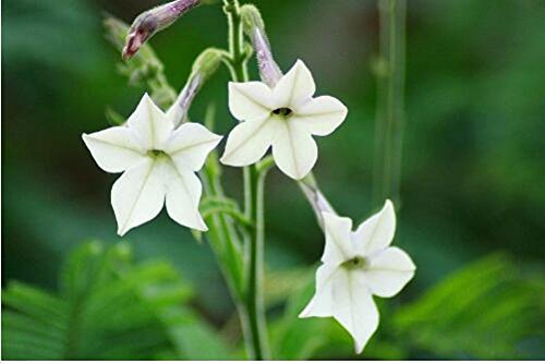 semillas de flor de jazmín de Madagascar (Stephanotis floribunda) Z520 CERA semillas de flores de jardín decoración vegetal envío libre 20pcs F99