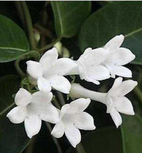 semillas de flor de jazmín de Madagascar (Stephanotis floribunda) Z520 CERA semillas de flores de jardín decoración vegetal envío libre 20pcs F99