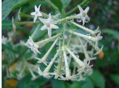 semillas de flor de jazmín de Madagascar (Stephanotis floribunda) Z520 CERA semillas de flores de jardín decoración vegetal envío libre 20pcs F99