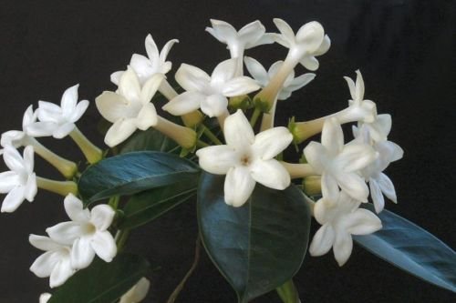 semillas de flor de jazmín de Madagascar (Stephanotis floribunda) Z520 CERA semillas de flores de jardín decoración vegetal envío libre 20pcs F99