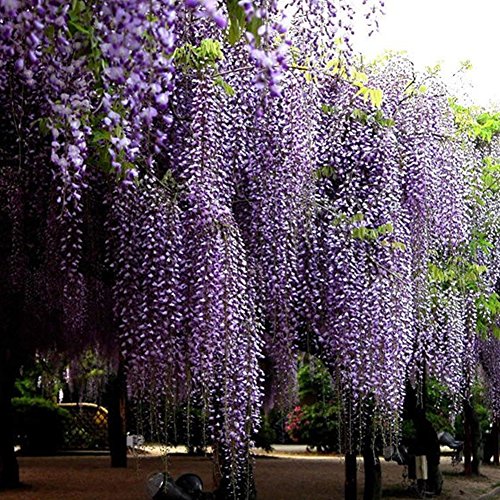 Semillas de flores de Wisteria - BESTGIFT 20 piezas Semillas de plantas ornamentales al aire libre Amethyst Falls Wisteria Vine Live Plant