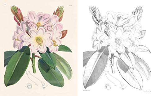 The Kew Gardens Beautiful Flowers Colouring Book: Over 40 Beautiful Illustrations Plus Colour Guides (Kew Gardens Art & Activities)