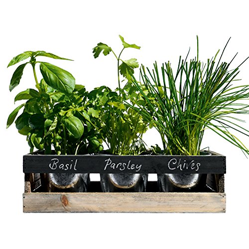 Viridescent Jardín de Hierbas Interior Caja de Madera Jardinera para alfeizar de Cocina - El Kit Contiene Todo lo Que Necesita para Cultivar Sus propias Hierbas Frescas