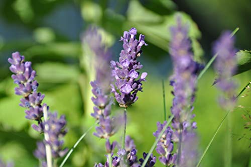 WELEDA Baño Relajante de Lavanda (1x 200 ml)