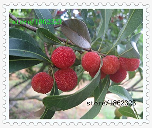 10 PC / paquete, semillas madroño semillas Myrica rubra semillas de arrayán rojo madroño perennes sabor árbol de fruta dulce