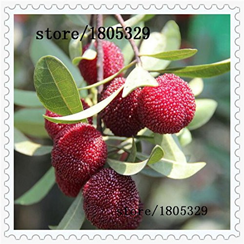 10 PC / paquete, semillas madroño semillas Myrica rubra semillas de arrayán rojo madroño perennes sabor semillas de árboles de fruta dulce