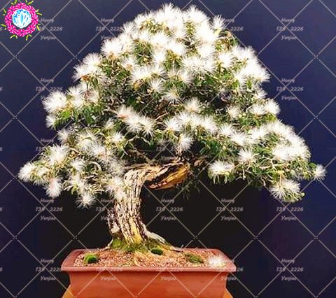 10 pcs Bonsai Albizia julibrissin hermosas semillas de flores de acacia semillas de flores perenne planta en maceta de interior para jardín 2