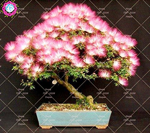 10 pcs Bonsai Albizia julibrissin hermosas semillas de flores de acacia semillas de flores perenne planta en maceta de interior para jardín 2