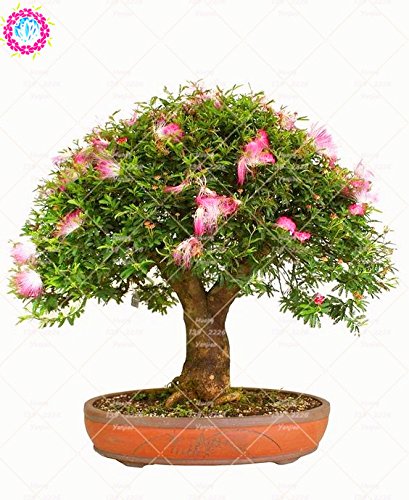 10 pcs Bonsai Albizia julibrissin hermosas semillas de flores de acacia semillas de flores perenne planta en maceta de interior para jardín 2