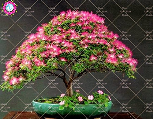 10 pcs Bonsai Albizia julibrissin hermosas semillas de flores de acacia semillas de flores perenne planta en maceta de interior para jardín 2