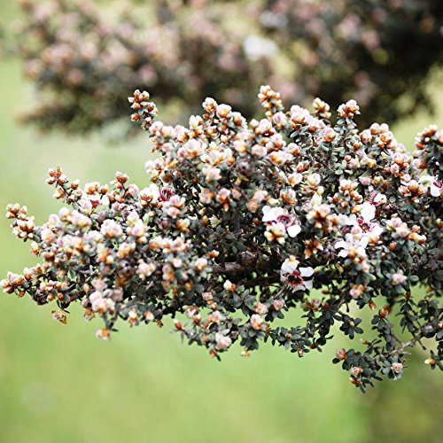 20 Leptospermum Scoparium Manuka árbol de té semillas compacto Evergreen Wild Rose Flores