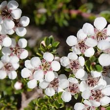 20 Leptospermum Scoparium Manuka árbol de té semillas compacto Evergreen Wild Rose Flores