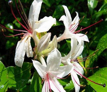 2016 venta caliente reales Sementes 20 PC / bolsa de Cabo de madreselva (Tecomaria capensis) Las semillas, flores frescas exóticas semillas de plantas Bonsai Raras