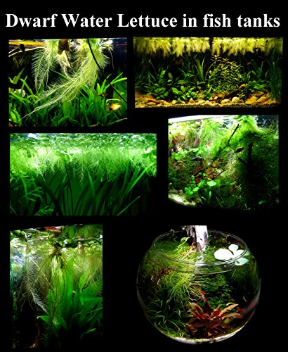 25 superficie/Live Acuario (estanque flotante) Plantas/6 diferentes tipos – Lechuga de agua, Rojo raíz Floaters, Amazon Frogbit, Hada Moss, gigante duckweed, lentejuelas de agua.