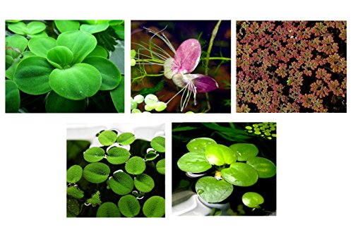 25 superficie/Live Acuario (estanque flotante) Plantas/6 diferentes tipos – Lechuga de agua, Rojo raíz Floaters, Amazon Frogbit, Hada Moss, gigante duckweed, lentejuelas de agua.