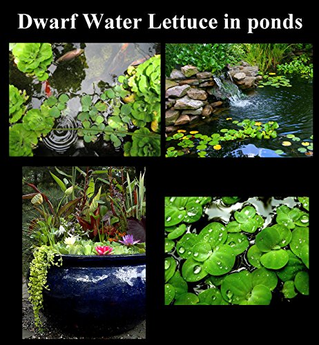 25 superficie/Live Acuario (estanque flotante) Plantas/6 diferentes tipos – Lechuga de agua, Rojo raíz Floaters, Amazon Frogbit, Hada Moss, gigante duckweed, lentejuelas de agua.