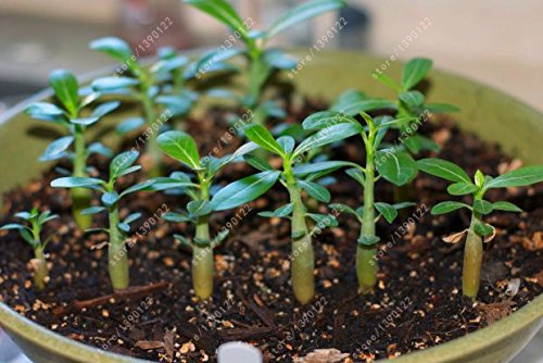 5 PCS / BAG Desierto rojo Raras semillas color de rosa Balcón Bonsai ornamentales flores Adenium obesum Semillas de absorción de formaldehído