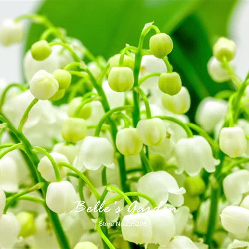 50pcs del lirio blanco de las semillas del valle Convallaria majalis perenne de flores del jardín de las semillas de flor de Bonsai Hermosa planta de bricolaje