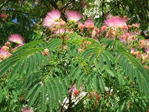 Albizia julibrissin rosea (Árbol de la Seda Rosa) - Planta