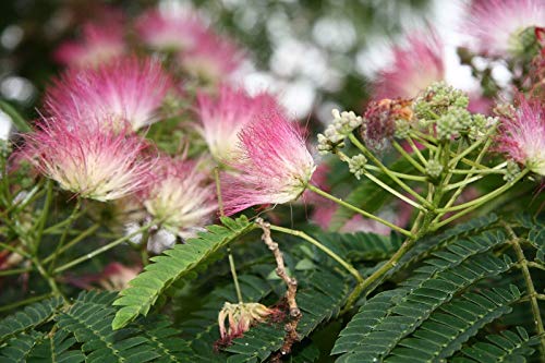 Albizia julibrissin rosea (Árbol de la Seda Rosa) - Planta