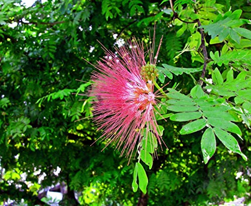 Albizia julibrissin rosea (Árbol de la Seda Rosa) - Planta