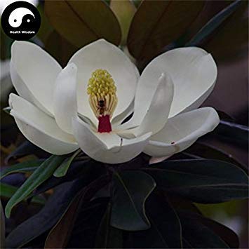 Buy Real Magnolia Grandiflora Tree Seeds 240pcs Plant White Magnoliaceae Flower Grow Sweet g Yu Lan