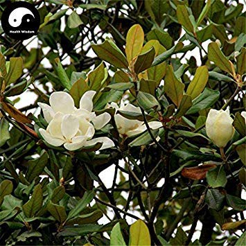 Buy Real Magnolia Grandiflora Tree Seeds 240pcs Plant White Magnoliaceae Flower Grow Sweet g Yu Lan