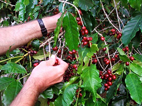 Cafe en Grano Natural 100% – Espresso intenso mezcla arabica y robusta consumo diario profesional – Comercio Justo