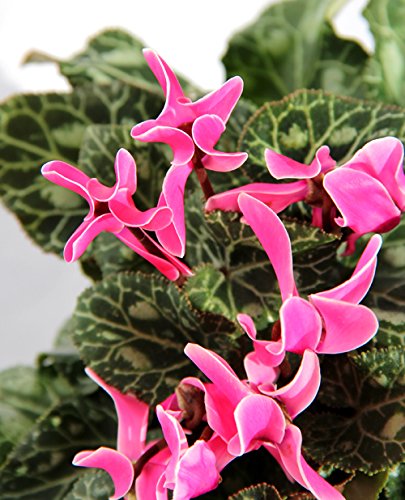 CICLAMEN - CYCLAMEN- VIOLETA DE PERSIA - VIOLETA DE LOS ALPES. DE COLOR VARIADO ¡¡¡ PLANTA NATURAL ¡¡¡ altura: 22cm aproximado, contenedor: 14 cm. ENVIOS SOLO PENINSULA