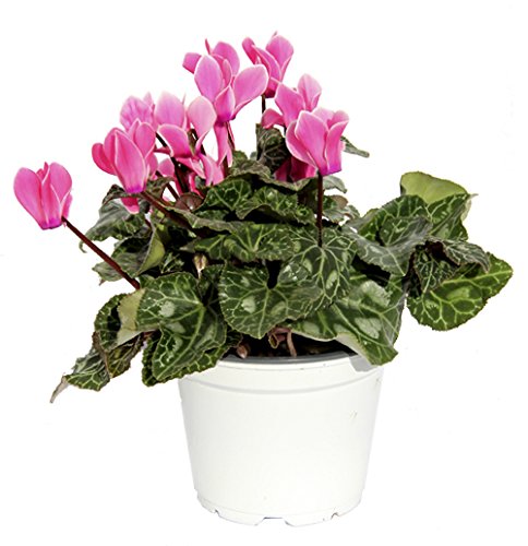 CICLAMEN - CYCLAMEN- VIOLETA DE PERSIA - VIOLETA DE LOS ALPES. DE COLOR VARIADO ¡¡¡ PLANTA NATURAL ¡¡¡ altura: 22cm aproximado, contenedor: 14 cm. ENVIOS SOLO PENINSULA