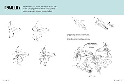 Drawing: Flowers with William F. Powell: Learn to draw step by step (How to Draw & Paint)