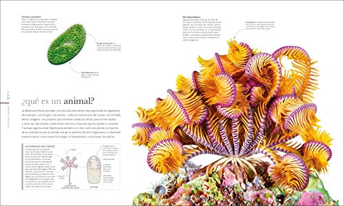 Fauna: El mundo secreto de los animales (Gran formato)